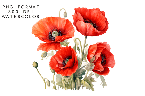 Download Watercolor Poppy Flower Clipart - Poppy flower Collection