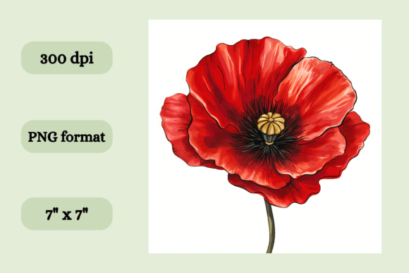 Download Red Poppy Flower - Poppy flower Collection