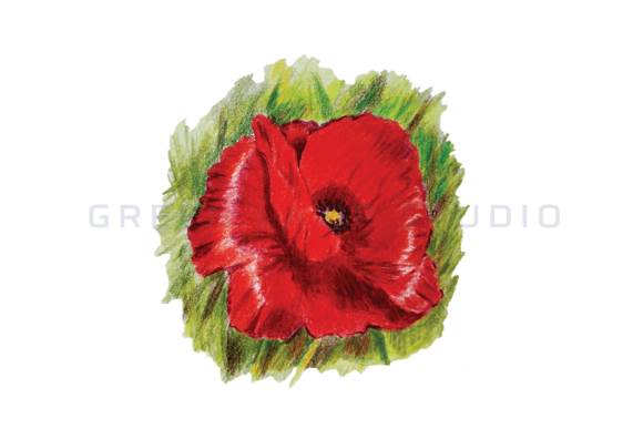 Download Colored Pencil Poppy Flower Illustration - Poppy flower Collection
