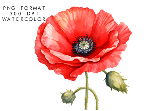 Download Watercolor Poppy Flower Clipart - Poppy flower Collection