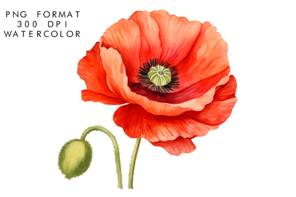 Download Watercolor Poppy Flower Clipart - Poppy flower Collection