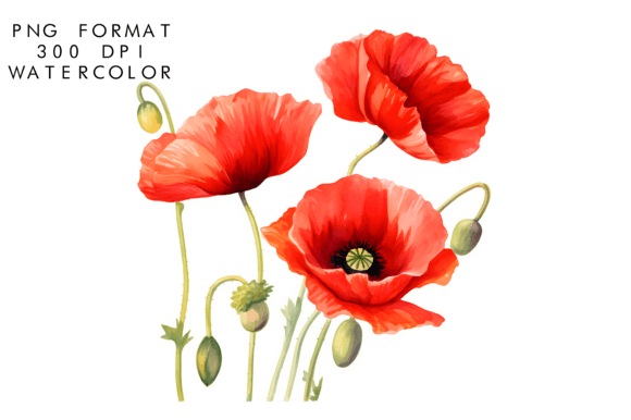 Download Watercolor Poppy Flower Clipart - Poppy flower Collection