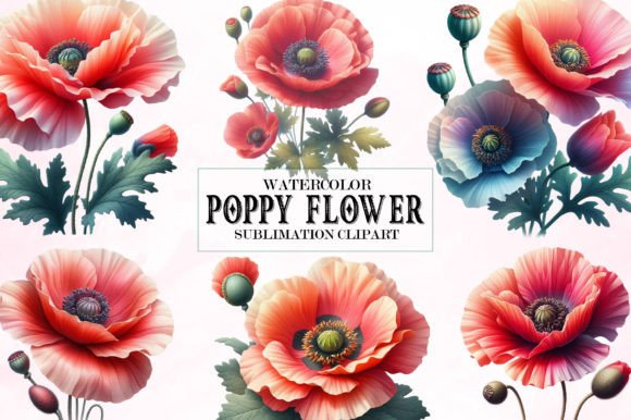 Download Watercolor Poppy Flower Clipart Bundle - Poppy flower Collection